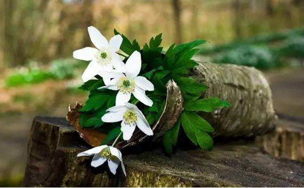 ������ȫ�и�֮�˵�����