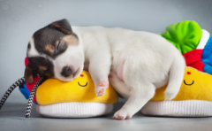 �������������׳���ͷ�ص���Ф  