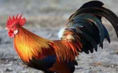 ��֪��©�Ƶİ��ֲ�Ҫ�� ����ФҲ�ɿ��ĳ��� �⼸�־�Ҫע���� 