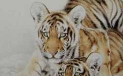 86�껢2022����������������� ������������� 