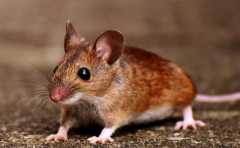 ���޶��˶�����ò��� �Ը����� ��ͥ����ȽϺ� 