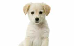 ʮ����Ф�г������Ф�� �����ܾܺ�һ������ 