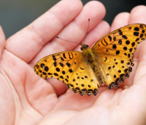 ���׺ϻ��������Aʾ������������֮��