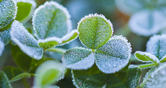 ʲô�ǳ�˪ ��˪���γɹ��̺�����