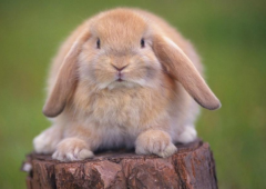 2023�������ʲô�� 2023��ķ�չ