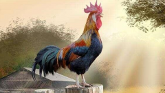 2023�������ܲ��� �����˵������������