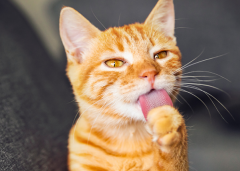 �ε��������·�ķ���  ��ʱ��������ҪѰ�����