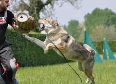 �ε��������˵Ľ��� Ԥʾ��Ԣ��͵õ�����ʾ