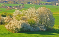 �й���ͳ�Ļ�����Щֲ�����ϲ����ֲ����ʲôԢ��