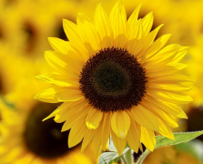 �ǻ��ߵĺ��壬�������ǻ��ߴ���ʲô