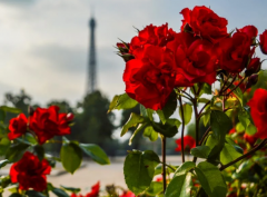 ��Ů�ѵ��������������λظ������Ǹ������⣬������Щ�÷�����