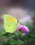 �˺���Ф�ϰ��֣�̽����ͬ��Ф�Ͱ��ֻ���ʲôӰ��