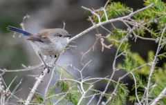 �ε������๥�� ����˺���Ӱ��ͺ���֢