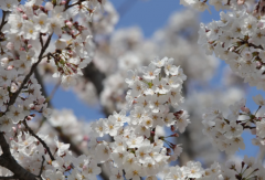 ���������ǲ�����������ΰ��պ��Լ��ĲƸ�