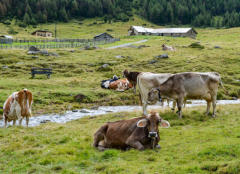 �й���ʳ�Ļ����ʱ�ڣ�ʳ�����һ���������ʳ