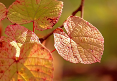 �����һ����ϴͷϴ���� �����ڼ�ϴͷע������