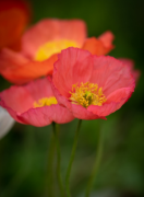 �������ַ��񣬰�����ҽ������