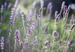 �����ε�˯�žͿ�����ʲôԭ��Ҫ��θ����������