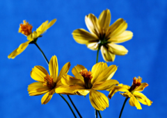 ��Ů��Ԫ�Ź��ϻ��飬��ʲôӰ��