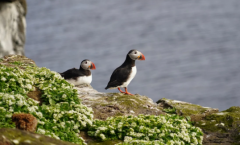 ʲô�ǰ��԰��֣����԰�����ʲô����