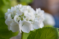 ����Ļ������Ʒ�������ô��߻����Ҹ�