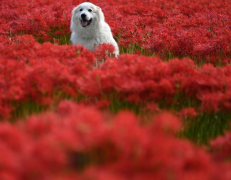 ��ѧ����������������������ļ򵥷���