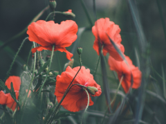 �ε�����ץͷƤ����ʾ ̽���ξ�����������