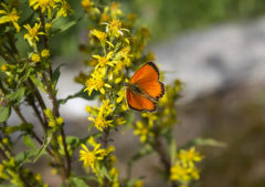男命月德贵人好不好,主要体现在哪些方面