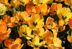 女人的官星是什么意思,怎么查自己有没有婚姻