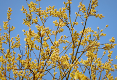 元辰煞与命主有何因缘,元辰煞的化解方法