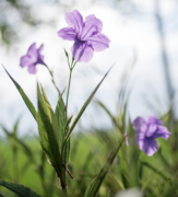 Ϊʲô�����ε�ǰ���� ���Ӧ���������