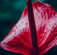 ʲô�ǿ��극 ��ͳ�Ļ����ִ�ζ�����������