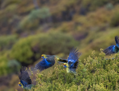 �ɹ��嶬����ʲô���ף���������Щ���ڲ�ͬ�Ľ�Ŀ