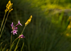 ɽ���س���ʳ��ÿһ����������������