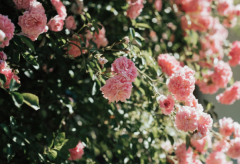 î�����Ľ����ʲô�����ײ����ķ����Ӱ��