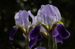 �����������ⱳ�󺭸ǵ���˼�㶼���˽����