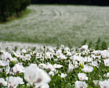 ���ֺϻ���ʲôĿ�ģ�ͨ�����ֺϻ���Կ���ʲô