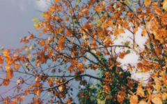 怎么看女命有没有官星,可从婚姻吉凶来判断